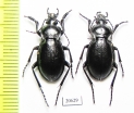 Carabus (Semnocarabus) erosus bogdanovi, pair  Kazakhstan - INSECTS-STORE.RU