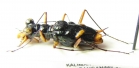 Therates spinipennis ssp.  Indonesia, Kalimantan - INSECTS-STORE.RU