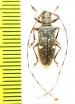 Monochamus guttulatus  Russia, Far East - INSECTS-STORE.RU