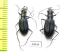 Cicindela hamorrhagica, pair  USA - INSECTS-STORE.RU