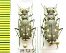 Calomera littoralis conjunctaepustulata, pair  Kazakhstan - INSECTS-STORE.RU