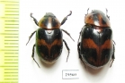 Cyclocephala sp., pair  Panama - INSECTS-STORE.RU