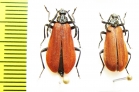 Pseudopyrochroa vestiflua, pair  Russia, Far East - INSECTS-STORE.RU