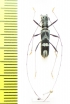 Cerambycidae sp.  Malaysia, Borneo - INSECTS-STORE.RU