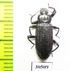 Tenebrionidae sp.  Thailand - INSECTS-STORE.RU