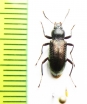 Tenebrionidae sp.  Malaysia - INSECTS-STORE.RU