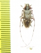 Monochamus guttulatus  Russia, Far East - INSECTS-STORE.RU