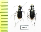 Cicindela highlandensis, pair  USA - INSECTS-STORE.RU