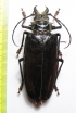 Anthracocentrus capensis, female  Namibia 83mm - INSECTS-STORE.RU