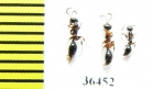 Methocha articulata  Russia, Tver reg. - INSECTS-STORE.RU