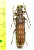 Cerambycidae sp.  Malaysia, Borneo - INSECTS-STORE.RU