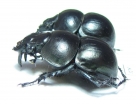 Lethrus rosmarus, pair  Uzbekistan - INSECTS-STORE.RU