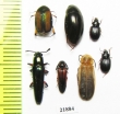 Coleoptera sp.  Indonesia, Sumatra - INSECTS-STORE.RU