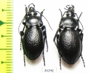 Carabus (Semnocarabus) sp., pair  Kazakhstan - INSECTS-STORE.RU