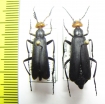 Epicauta sibirica sibirica, pair  Mongolia - INSECTS-STORE.RU
