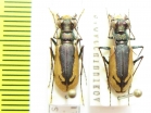 Cephalota schrenki, pair  Kazakhstan - INSECTS-STORE.RU