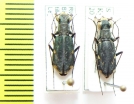 Cylindera gracilis, pair  Russia, Tuva reg. - INSECTS-STORE.RU