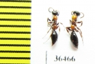 Methocha articulata  Russia, Tver reg. - INSECTS-STORE.RU