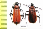 Pyrochroa coccinea  Russia, Tver reg. - INSECTS-STORE.RU
