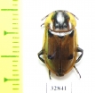 Dendroxena sexcarinata  Russia, Far East - INSECTS-STORE.RU