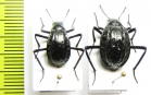 Adesmia gebleri, pair  Kazakhstan - INSECTS-STORE.RU