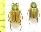 Glaphyrus turkestanicus, pair  Uzbekistan - INSECTS-STORE.RU