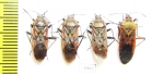 Hemiptera sp.  Tanzania - INSECTS-STORE.RU