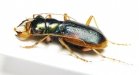 Megacephala australasiae, male  Australia - INSECTS-STORE.RU