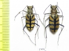 Cicindelinae sp., pair  Malawi - INSECTS-STORE.RU
