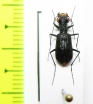 Cylindera foveolata  Nepal - INSECTS-STORE.RU