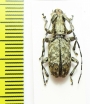 Cerambycidae sp.  Congo - INSECTS-STORE.RU