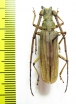 Aegosoma sp.  Malaysia, Borneo - INSECTS-STORE.RU