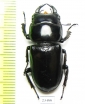 Dorcus sp.  Myanmar - INSECTS-STORE.RU