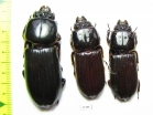 Passalidae sp.  Peru - INSECTS-STORE.RU