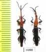 Brentidae sp.  Indonesia, Papua - INSECTS-STORE.RU