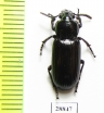 Carabidae sp.  Angola - INSECTS-STORE.RU