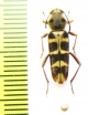 Xylotrechus sp.  Indonesia, Papua - INSECTS-STORE.RU