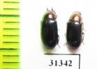 Neomida haemorrhoidalis, pair  Russia, Kaluga reg. - INSECTS-STORE.RU