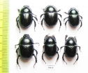 Anoplotrupes stercorosus  Russia, Tver reg. - INSECTS-STORE.RU