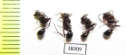 Formicidae sp.  Malaysia, Borneo - INSECTS-STORE.RU