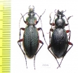 Carabus (Morphocarabus) hummeli ssp., pair  Russia, Far East - INSECTS-STORE.RU