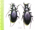 Carabus (Microtribax) kasakorum kasakorum, pair  Russia, N.Ossetia reg. - INSECTS-STORE.RU