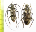 Aeolesthes sarta, pair  Tajikistan - INSECTS-STORE.RU