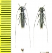 Clamobius filum  Spain - INSECTS-STORE.RU