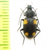 Carabidae sp.  Vietnam - INSECTS-STORE.RU