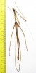 Phasmatodea sp., male  Panama 128mm - INSECTS-STORE.RU