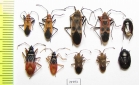 Hemiptera sp.  Indonesia, Sumatra - INSECTS-STORE.RU