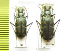 Calomera plumigera, pair  Nepal - INSECTS-STORE.RU
