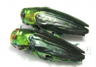Colobogaster puncticollis, pair  Peru - INSECTS-STORE.RU