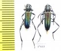 Cerambycidae sp., pair  South Africa Rep. - INSECTS-STORE.RU